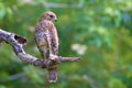 Red-Shouldered Hawk Stalking Prey Royalty Free Stock Photo