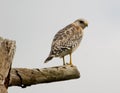 Red-shouldered Hawk stares at the camera