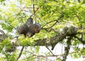 The Red Shouldered Hawk stares at the passersby below as if to warn him away. It worked. Royalty Free Stock Photo