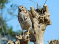 Red shouldered hawk in tree by nest Royalty Free Stock Photo