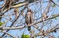 Red shouldered hawk in a tree. Royalty Free Stock Photo