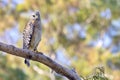 Red-Shouldered Hawk Up In A Tree, Looking Down