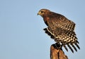 The Red Shouldered Hawk Royalty Free Stock Photo