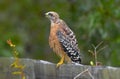 Red shouldered hawk (Buteo lineatus) perched on wood fence board with wet feathers; looking away from camera