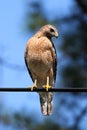 Red-shouldered Hawk & x28;Buteo lineatus& x29;