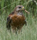 Red shouldered hawk (Buteo lineatus) sitting in tall grass with a big brown grasshopper in its mouth, in Florida