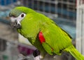 Red-shouldered Macaw Royalty Free Stock Photo