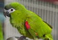 Red-shouldered Macaw Royalty Free Stock Photo