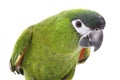 Red-shouldered Macaw Royalty Free Stock Photo