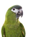 Red-shouldered Macaw