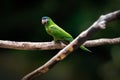 Red-shouldered Macaw or Noble Macaw