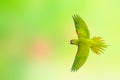 Red-shouldered macaw flying on a green nature background.