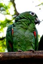 Red-shouldered macaw