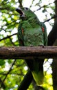 Red-shouldered macaw Royalty Free Stock Photo