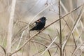 Red-Shouldered Tropial perched on a forest branch