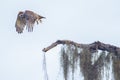 Red-Shouldred Hawk Taking Flight Royalty Free Stock Photo