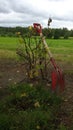 Red shovel resting on newly planted redcurrant bush in summer