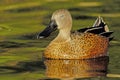 Red Shoveler Anas platalea Royalty Free Stock Photo