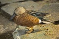 The Red shoveler Anas platalea. Royalty Free Stock Photo