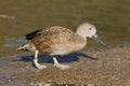 Red Shoveler Duck Royalty Free Stock Photo