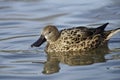 Red Shoveler Royalty Free Stock Photo