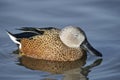 Red Shoveler Royalty Free Stock Photo