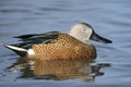 Red Shoveler Royalty Free Stock Photo