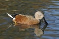 Red Shoveler Duck Royalty Free Stock Photo