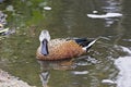 Red Shoveler duck, Anas Platalea Royalty Free Stock Photo