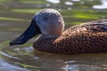 Red-shoveler