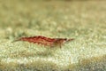 Red shrimp in a aquarium. Red shrimp. Male. Royalty Free Stock Photo