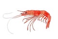 Red shrimp logo isolated on white background