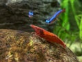 Red Shrimp Neocaridina denticulata red sinensis var in the aquarium Royalty Free Stock Photo