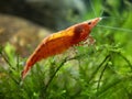 Red Shrimp Neocaridina denticulata red sinensis var in the aquarium