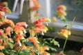 Red Shrimp Plant blossoms