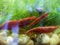 Red Shrimps Neocaridina denticulata red sinensis var in the aquarium Royalty Free Stock Photo