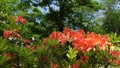 Red shrub Rhododendron mollis in the park in the spring under the trees