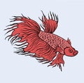 Red Siam fighting fish vector isolated