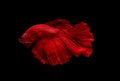 Red Siamese betta fighting fish action with swim to move body in fresh water also look aggressive. Concept of beautiful animal