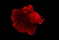 Red Siamese betta fighting fish action with swim to move body in fresh water also look aggressive. Concept of beautiful animal