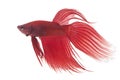 Red Siamese fighting fish Royalty Free Stock Photo