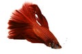 Red Siamese Fighting Fish