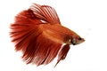 Red Siamese fighting fish