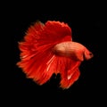 Red siamese fighting fish, betta fish Royalty Free Stock Photo