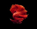 Red siamese fighting fish, betta fish isolated on Black background.Crowntail Betta in Thailand.. Royalty Free Stock Photo