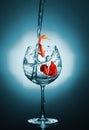 2 Red Siamese fighting fish or Betta splendens fancy fish in transparent wine glass. Pour water and betta fish into glass. Royalty Free Stock Photo