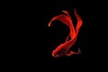 Red Siamese fighting fish (Betta splendens) isolated on black.