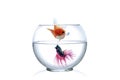 Red Siamese fighting fish in fish bowl, in front of white background:Blue Tone. Royalty Free Stock Photo
