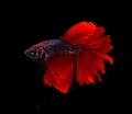 Red siamese fighting fish half moon butterfly , betta fish isola