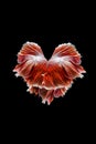 Red siamese fighting fish Royalty Free Stock Photo